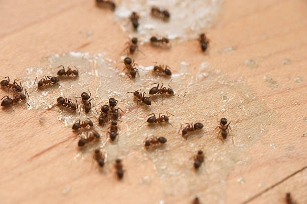 Flea Control Services in Bangor, PA